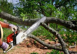 Best Tree Disease Treatment  in Schriever, LA