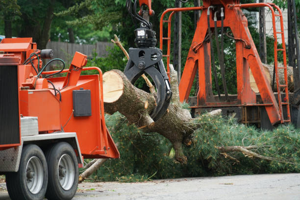 Best Seasonal Cleanup (Spring/Fall)  in Schriever, LA