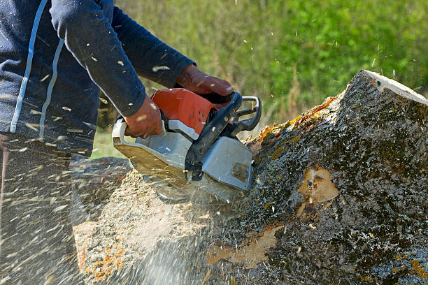 Best Emergency Tree Removal  in Schriever, LA