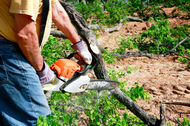 Best Commercial Tree Services  in Schriever, LA